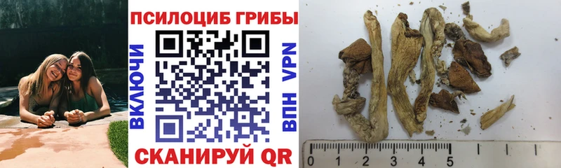 купить наркотик Пересвет Галлюциногенные грибы Psilocybine cubensis